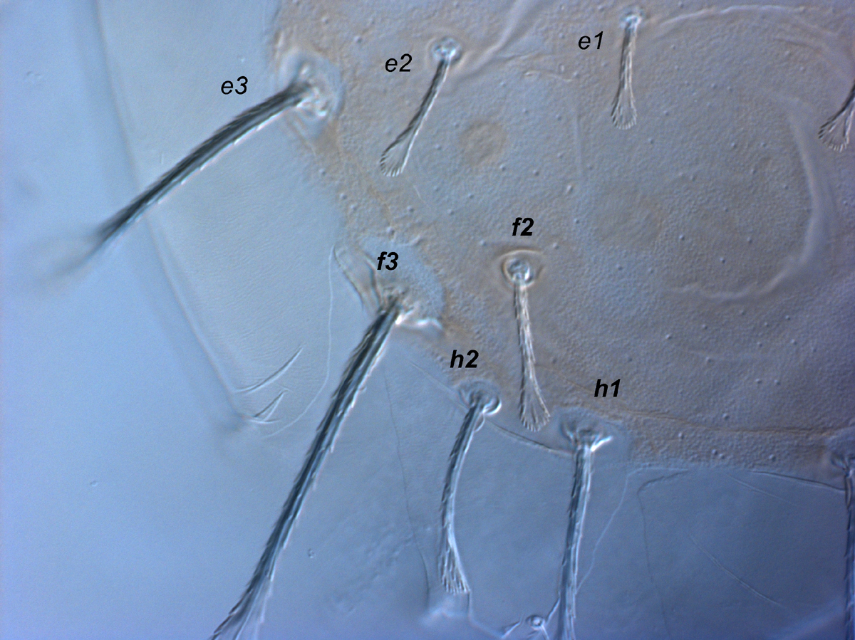  Fig. 5.  Raoiella todtiana nbsp;adult female posterior dorsum. 
