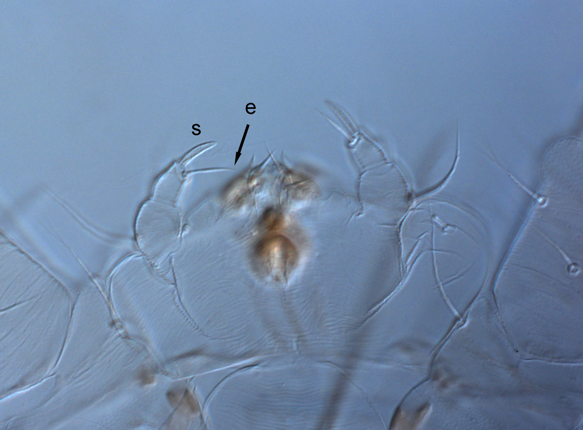  Fig. 10.  Raoiella todtiana nbsp;adult female palps (s = solenidion, e = eupathidium). 
