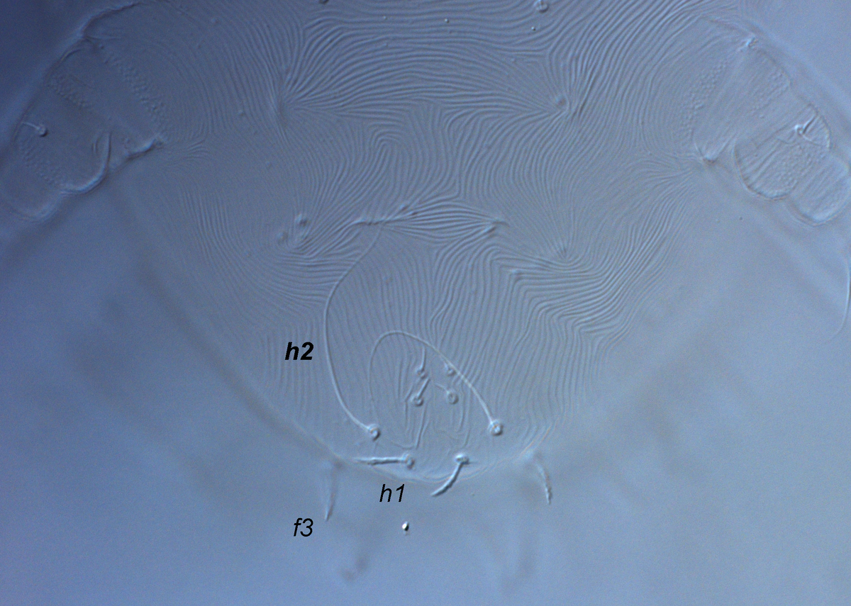  Fig. 13.  Raoiella todtiana nbsp;larva, posterior venter indicating elongate filiform setae  h2 . 
