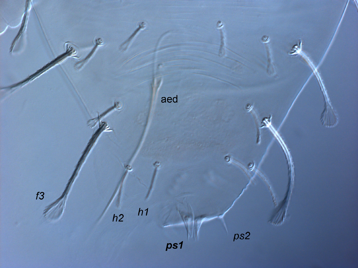  Fig. 12.  Raoiella todtiana nbsp;adult male posterior opisthosoma indicating setae  ps1 . 
