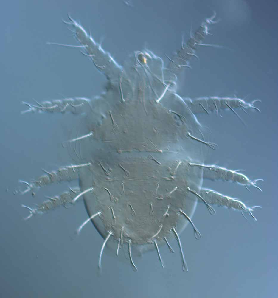  Fig. 1.  Raoiella tallerack nbsp;female dorsum. 
