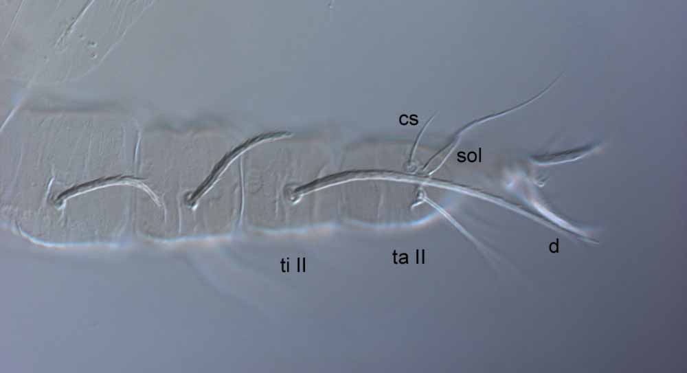  Fig. 5.  Raoiella tallerack nbsp;female leg II (sol = solenidion; cs = companion seta;  d  = dorsal seta on tibia; ti = tibia; ta = tarsus). 

