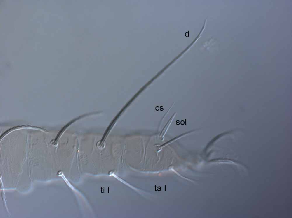  Fig. 4.  Raoiella tallerack nbsp;female leg I (sol = solenidion; cs = companion seta;  d  = dorsal seta on tibia; ti = tibia; ta = tarsus). 
