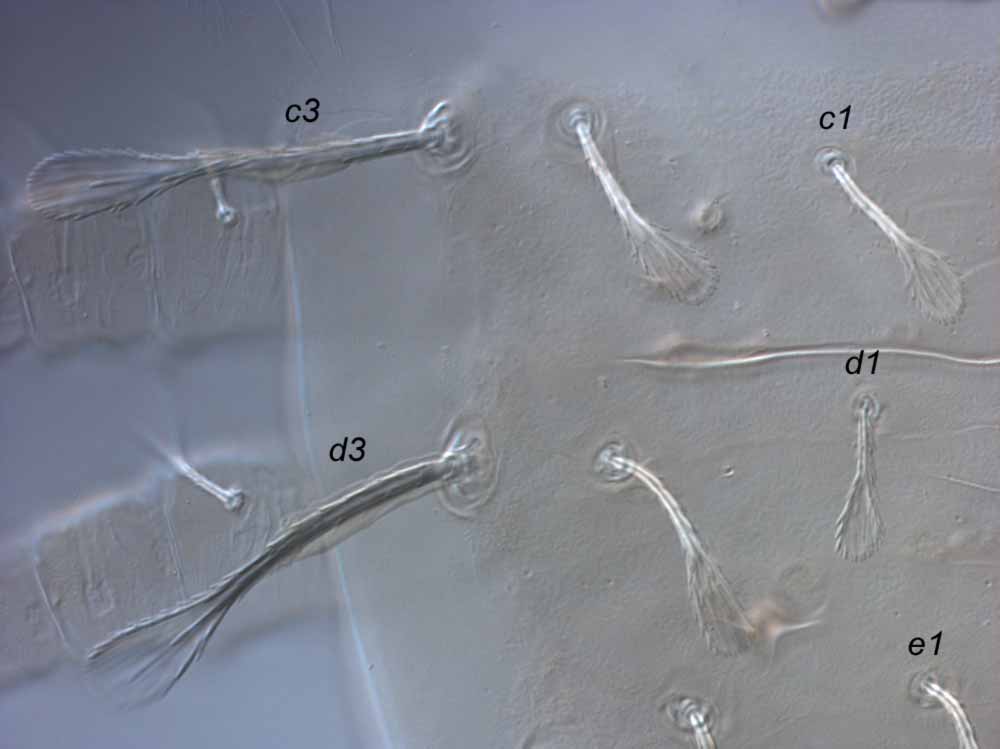  Fig. 2.  Raoiella tallerack nbsp;female anterior dorsal opisthosoma. 
