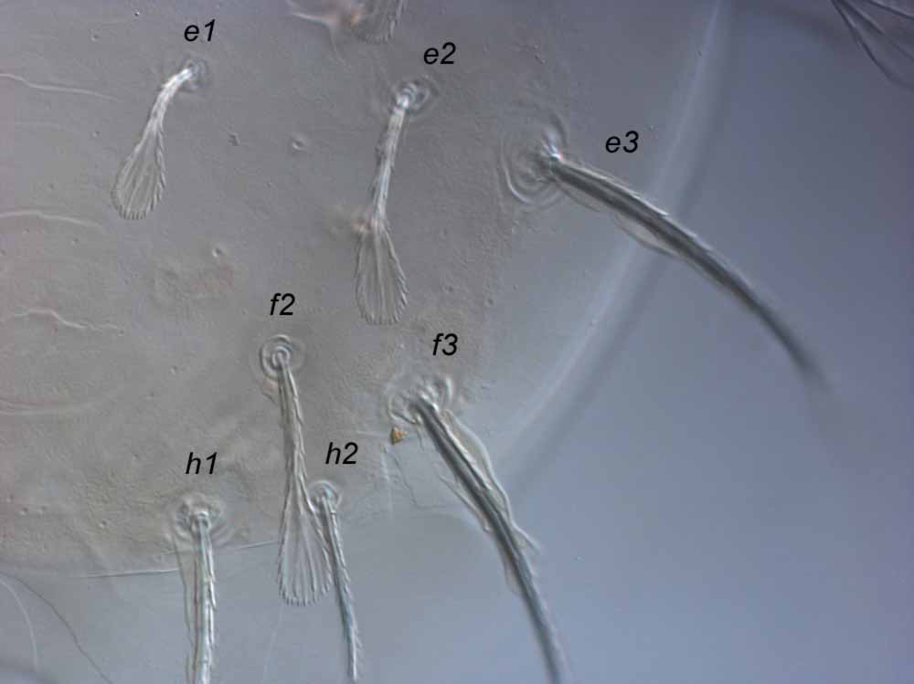  Fig. 3.  Raoiella tallerack nbsp;female posterior lateral dorsum. 
