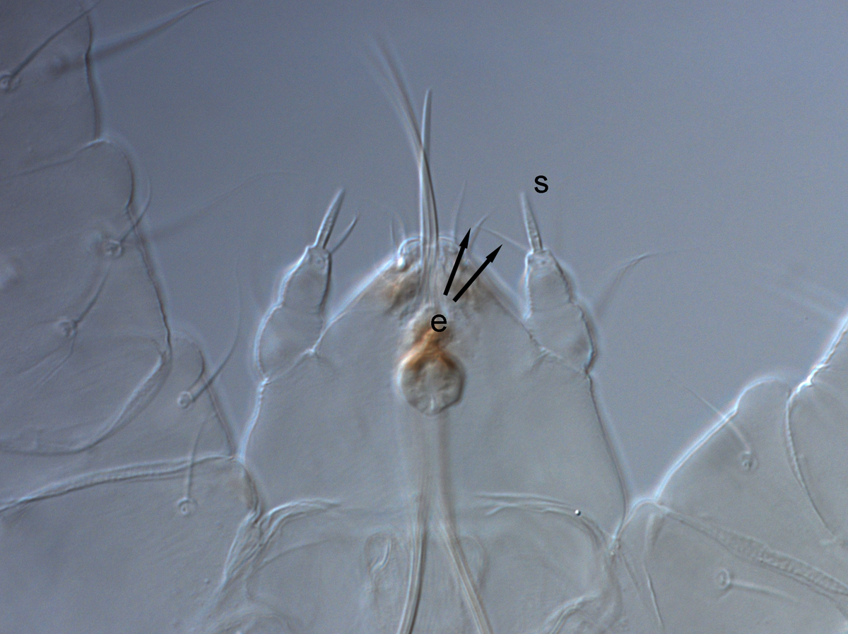  Fig. 6.  Raoiella tallerack nbsp;male palp (s = solenidion; e = eupathidium). 
