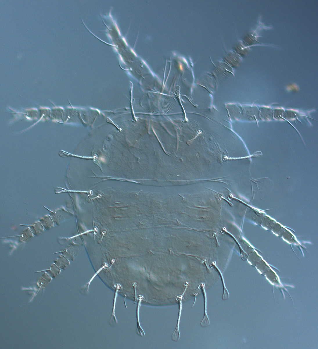  Fig. 1.  Raoiella marri nbsp;adult female dorsum. 
