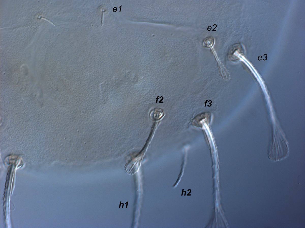  Fig. 6.  Raoiella marri nbsp;adult female posterior dorsum. 
