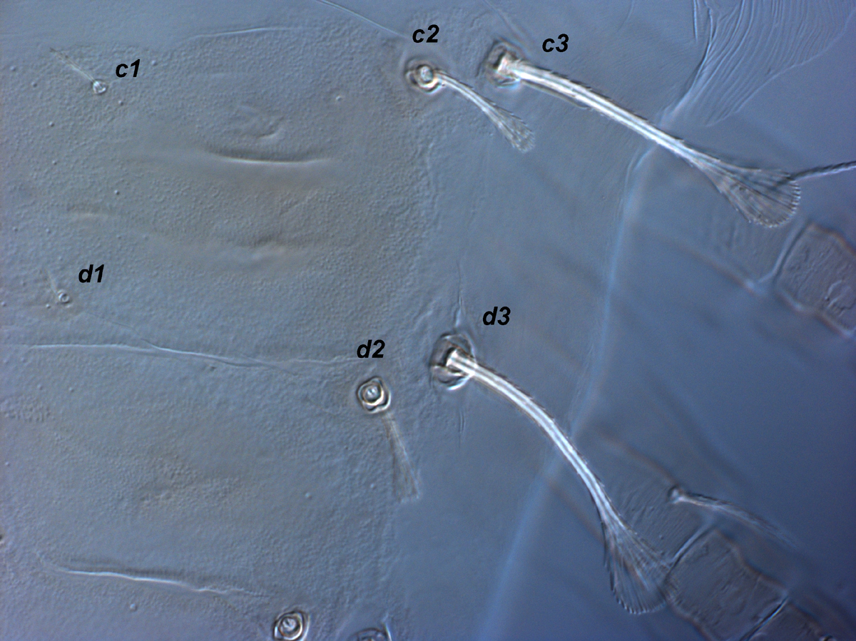  Fig. 4.  Raoiella marri nbsp;adult female anterior lateral opisthosoma. 
