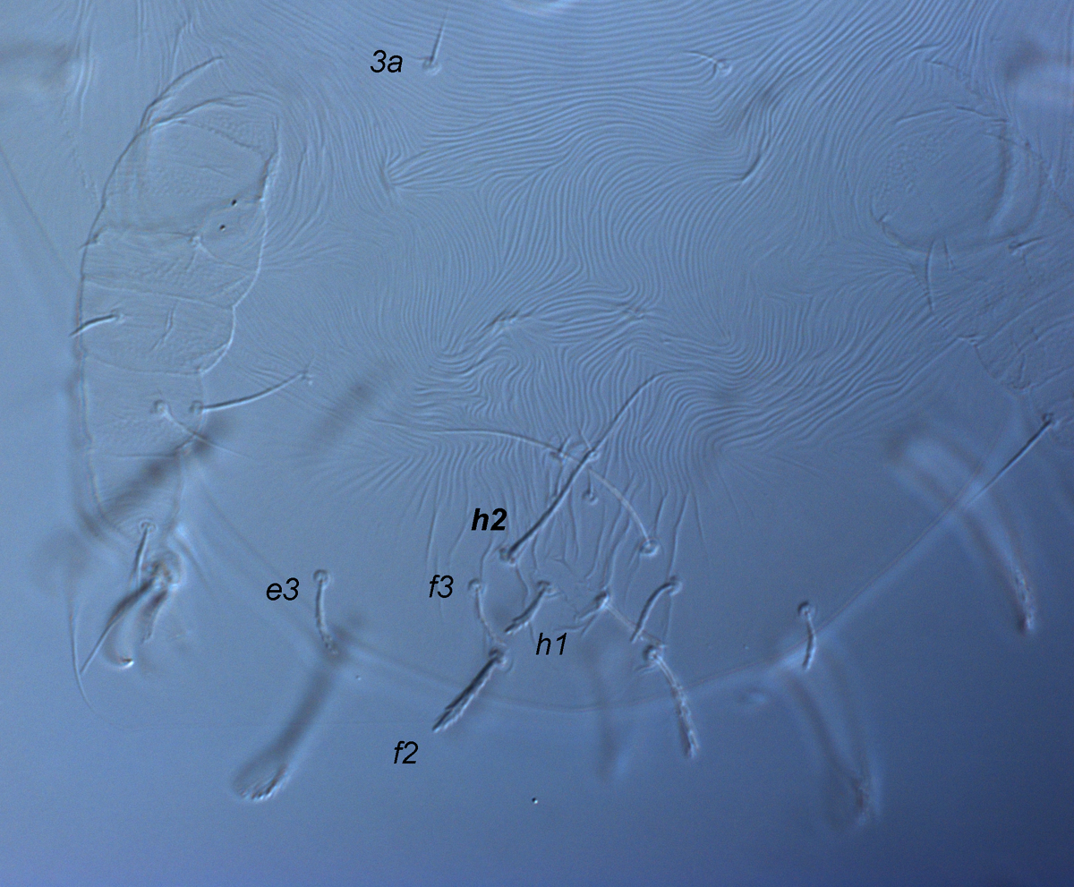  Fig. 14.  Raoiella marri nbsp;larva, posterior venter indicating elongate filiform setae  h2 . 
