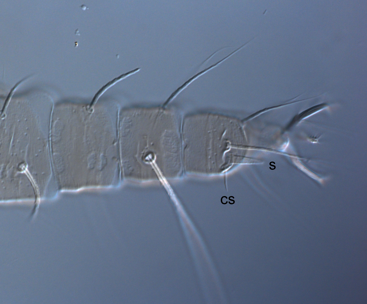  Fig. 9.  Raoiella marri nbsp;adult female leg I with companion seta (cs) slightly shorter than solenidion (s). 
