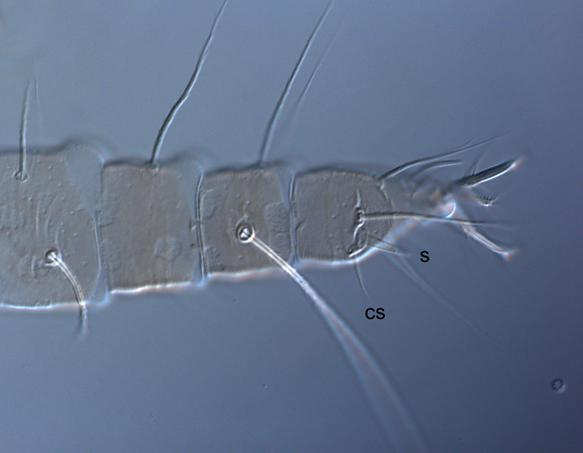  Fig. 8.  Raoiella marri nbsp;adult female leg I with companion seta (cs) subequal to solenidion (s). 
