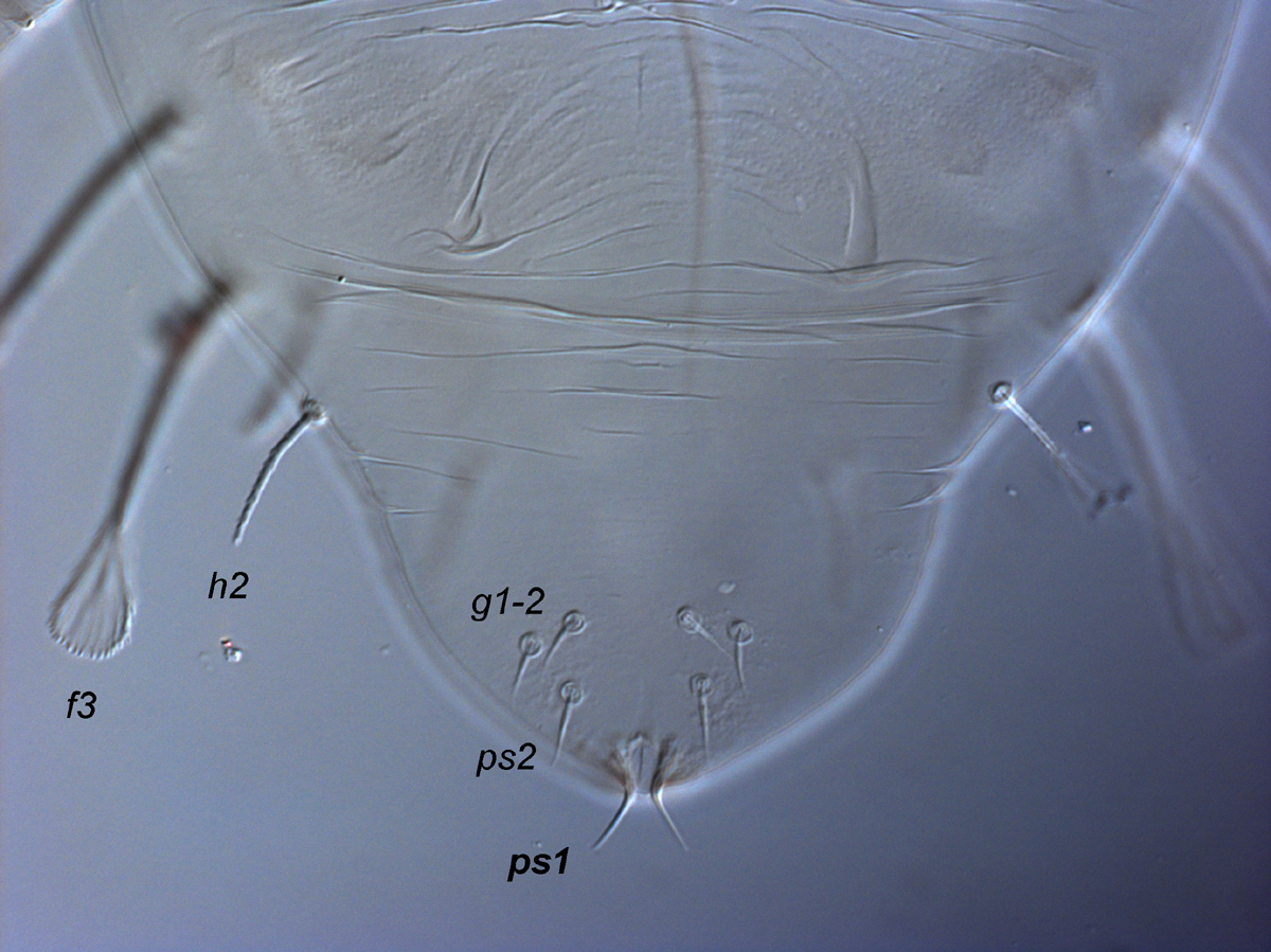  Fig. 13.  Raoiella marri nbsp;adult male posterior venter, indicating setae  ps1 . 
