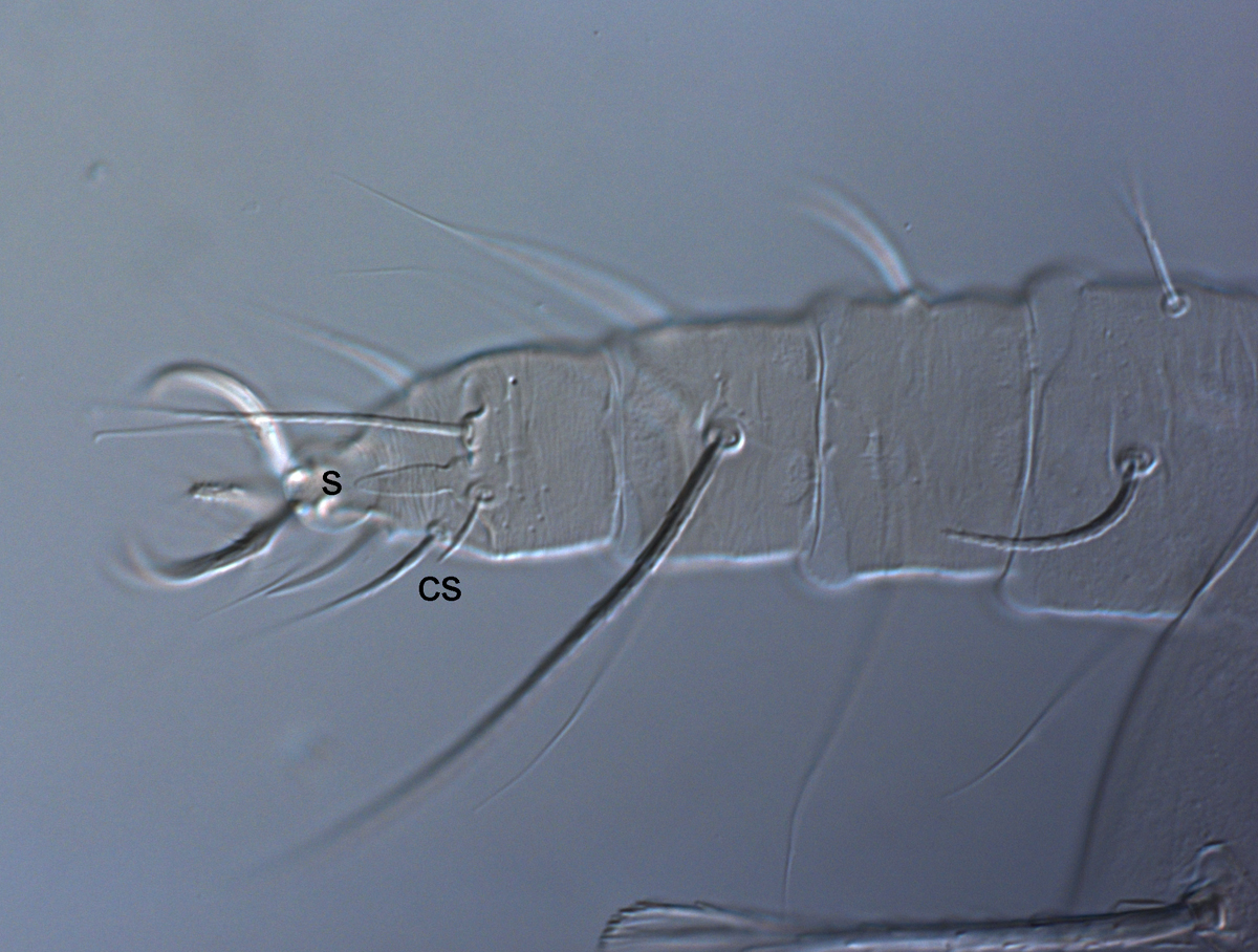 Fig. 10.  Raoiella marri nbsp;adult female leg II (s = solenidion, cs = companion seta). 
