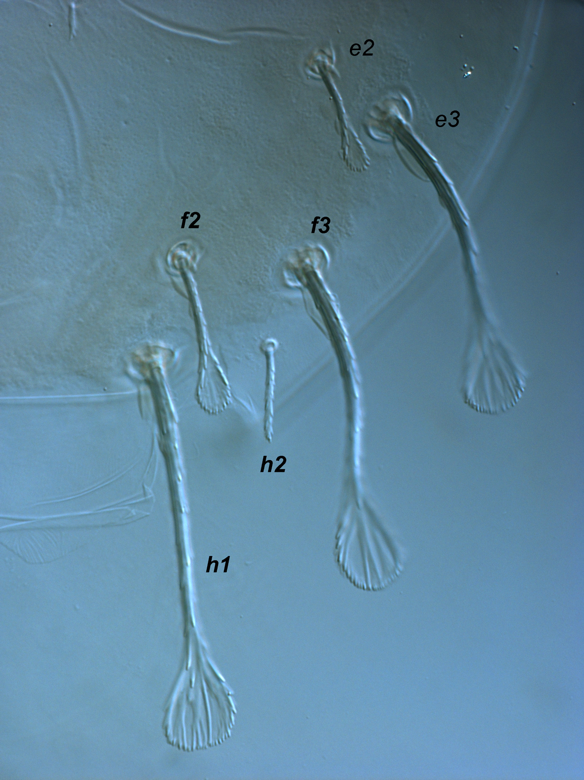  Fig. 5.  Raoiella marri nbsp;adult female posterior dorsum. 
