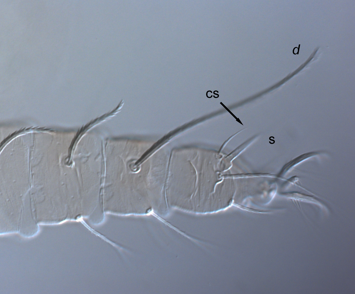  Fig. 7.  Raoiella illyarrie nbsp;adult female leg II with solenidion and subequal companion seta subequal in length ( d  = dorsal seta on tibia II, s = solenidion, cs = companion seta). 
