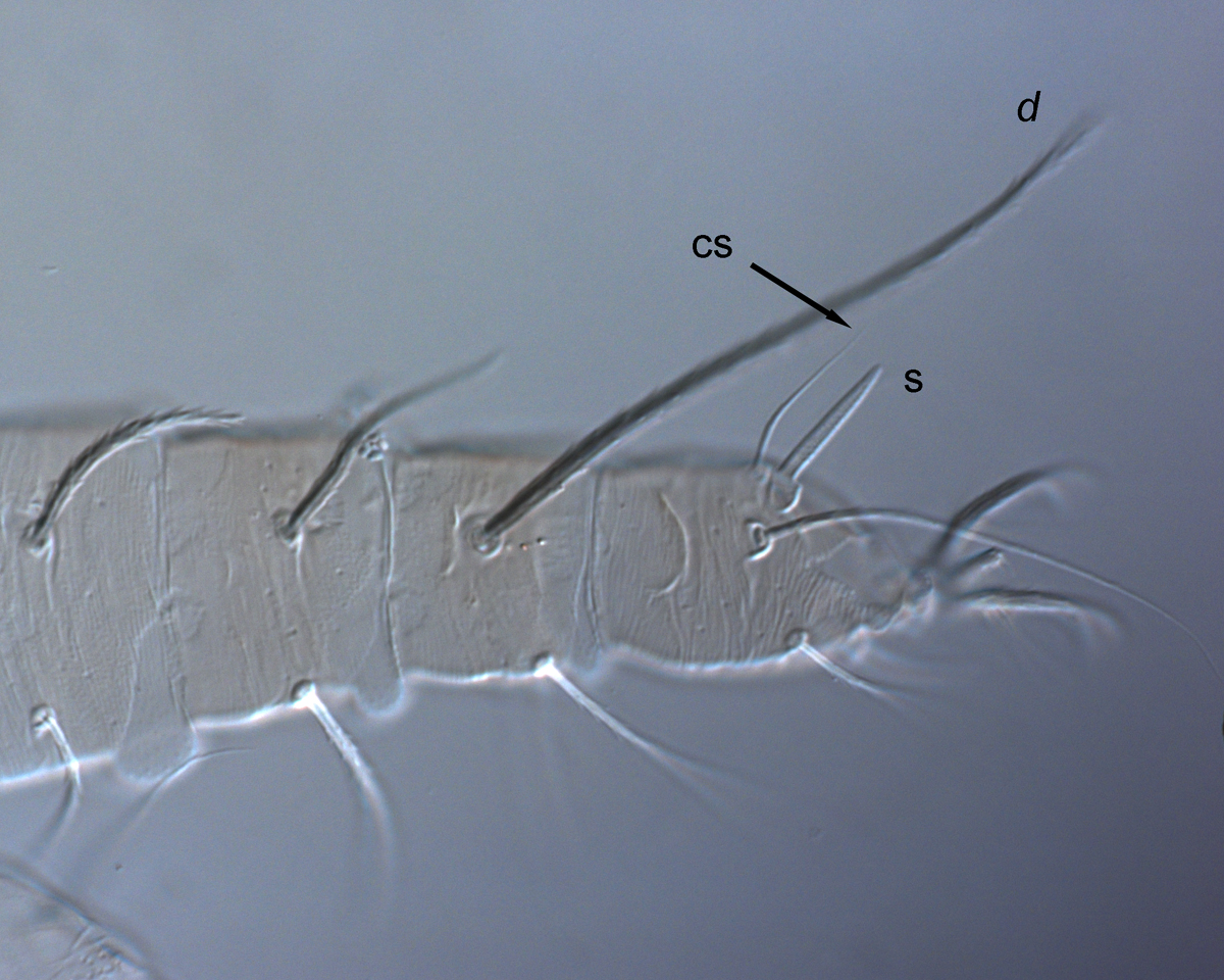  Fig. 6.  Raoiella illyarrie nbsp;adult female leg I ( d  = dorsal seta on tibia I, s = solenidion, cs = companion seta). 
