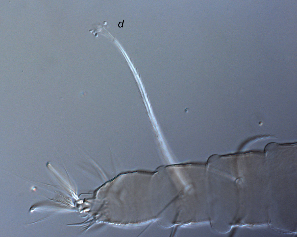  Fig. 9.  Raoiella illyarrie nbsp;adult female leg I indicating spatulate dorsal seta  d  on tibiae. 
