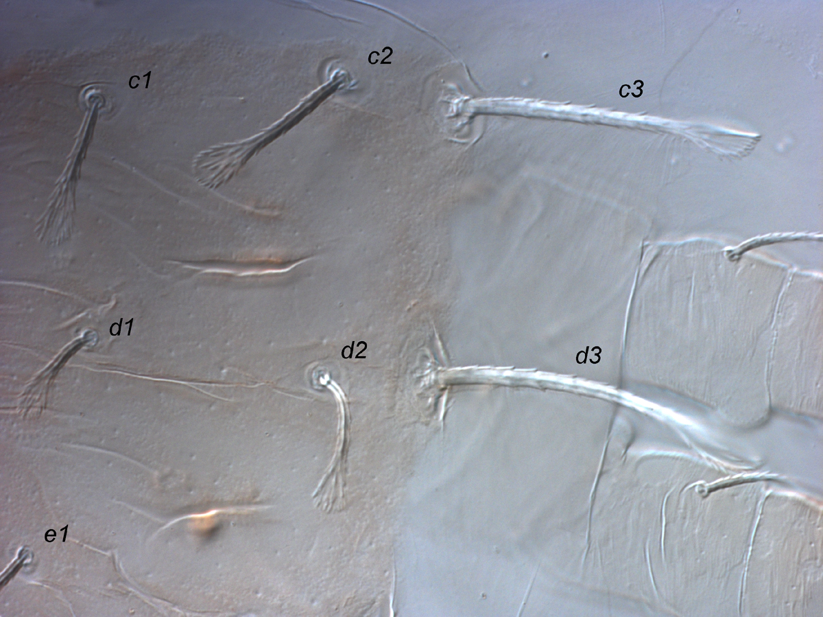  Fig. 4.  Raoiella illyarrie nbsp;adult female anterior lateral opisthosoma. 
