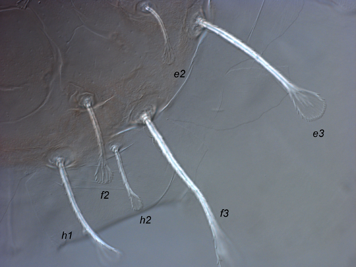  Fig. 5.  Raoiellanbsp;illyarrie nbsp;adult female posterior dorsum. 
