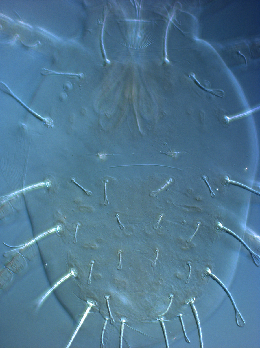  Fig. 2.  Raoiella illyarrie nbsp;adult female dorsum. 
