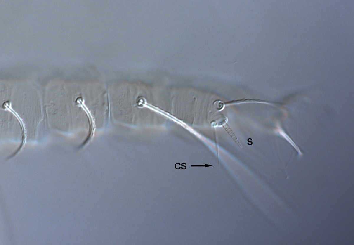 Fig. 8.  Raoiella illyarrie nbsp;adult female leg II with companion seta slightly longer than solenidion (s = solenidion, cs = companion seta). 
