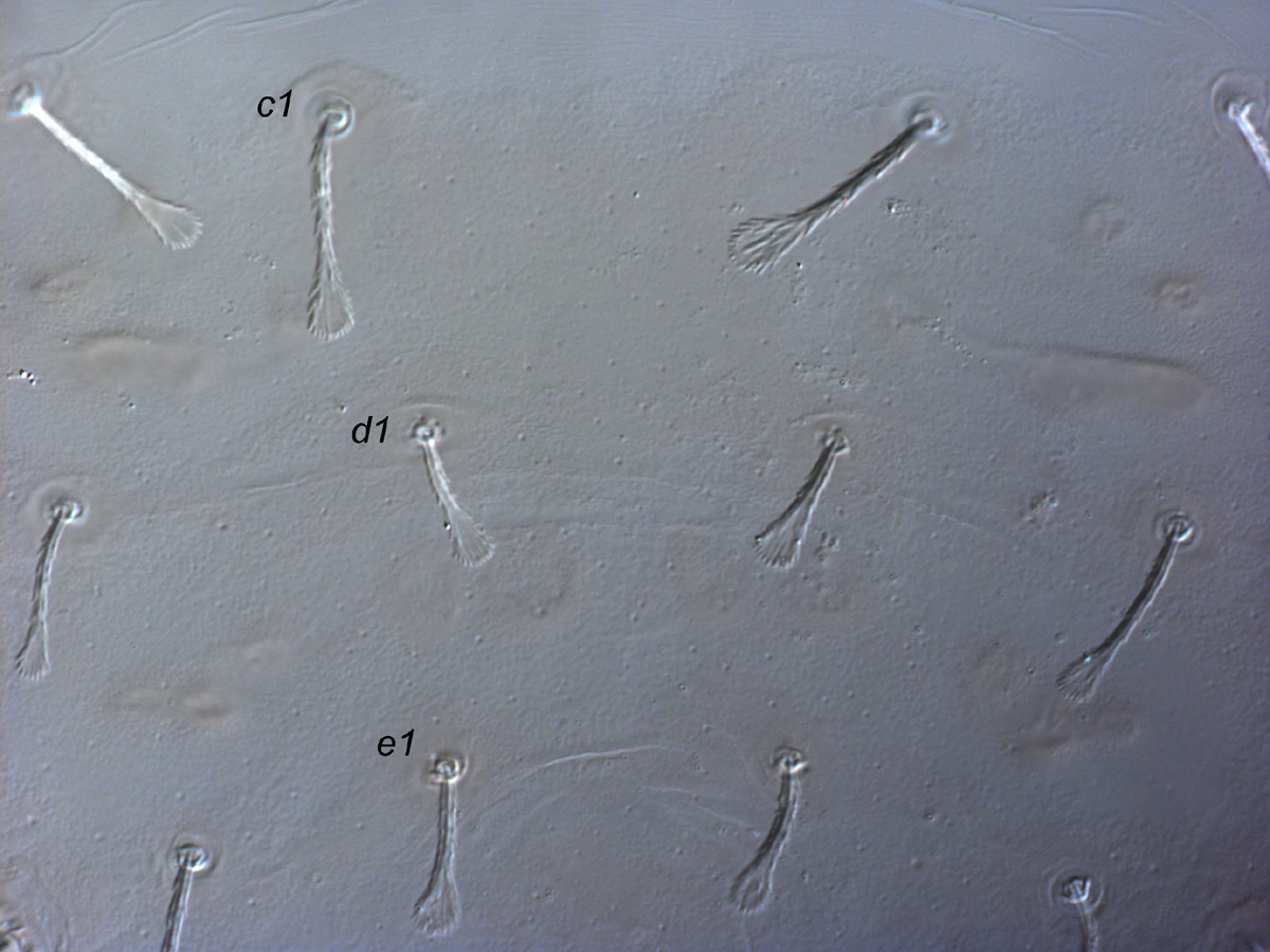  Fig. 3.  Raoiella illyarrie nbsp;adult female central dorsum. 
