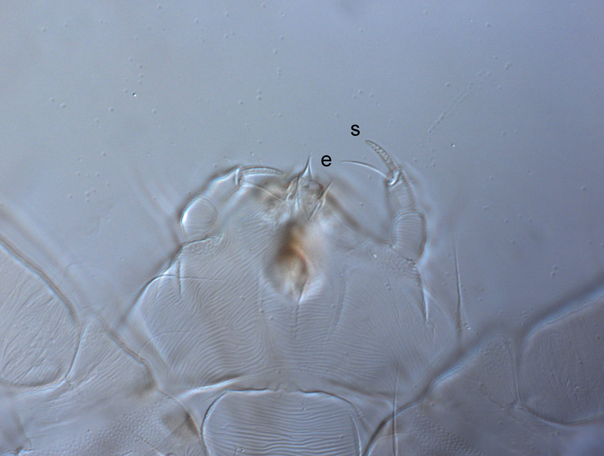  Fig. 10.  Raoiella illyarrie nbsp;adult female palps (s = solenidion, e = eupathidium). 
