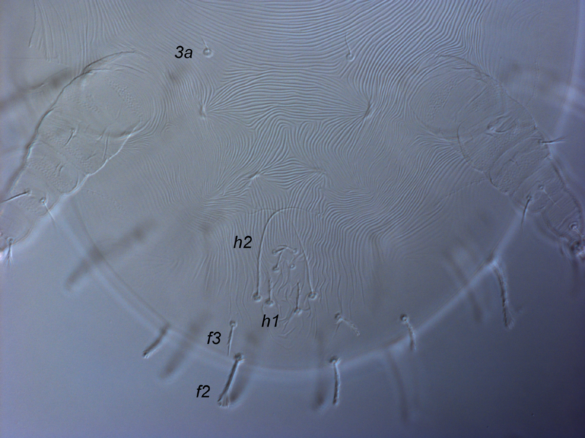  Fig. 12.  Raoiella illyarrie nbsp;larva, posterior venter, indicating elongate, filiform setae  h2 . 
