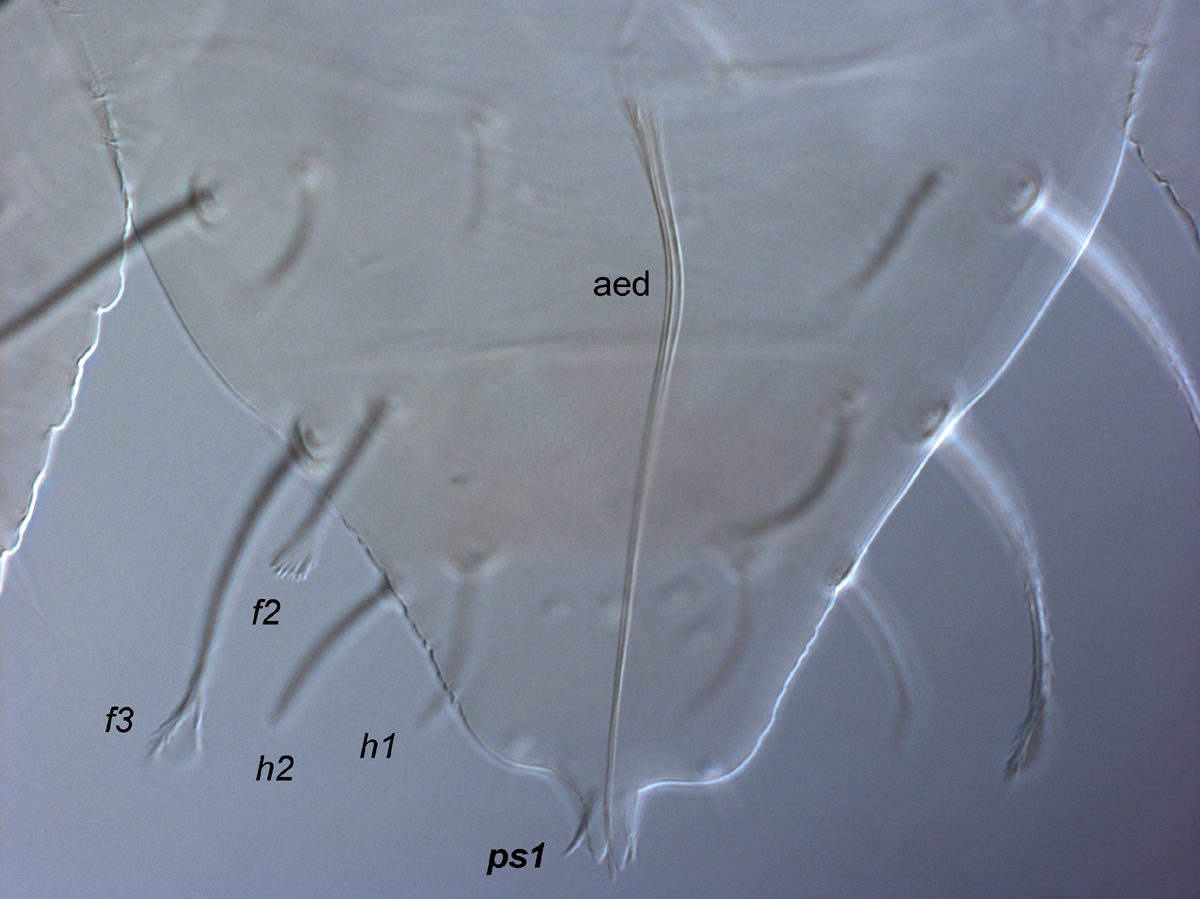  Fig. 11.  Raoiella illyarrie nbsp;adult male opisthosoma indicating setae  ps1  (aed = aedeagus). 
