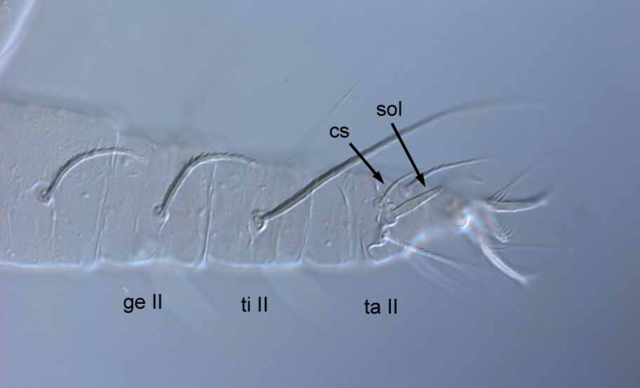  Fig. 4.  Raoiella karri nbsp;female leg II (sol = solenidion; cs = companion seta). 

