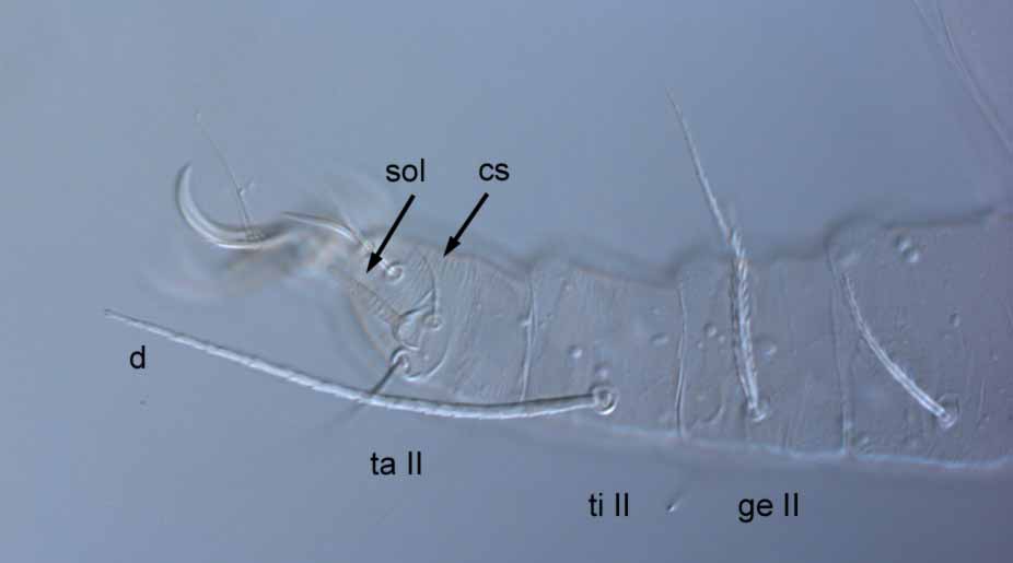  Fig. 5.  Raoiella karri nbsp;female leg I (sol = solenidion; cs = companion seta;  d  = dorsal seta on tibia). 
