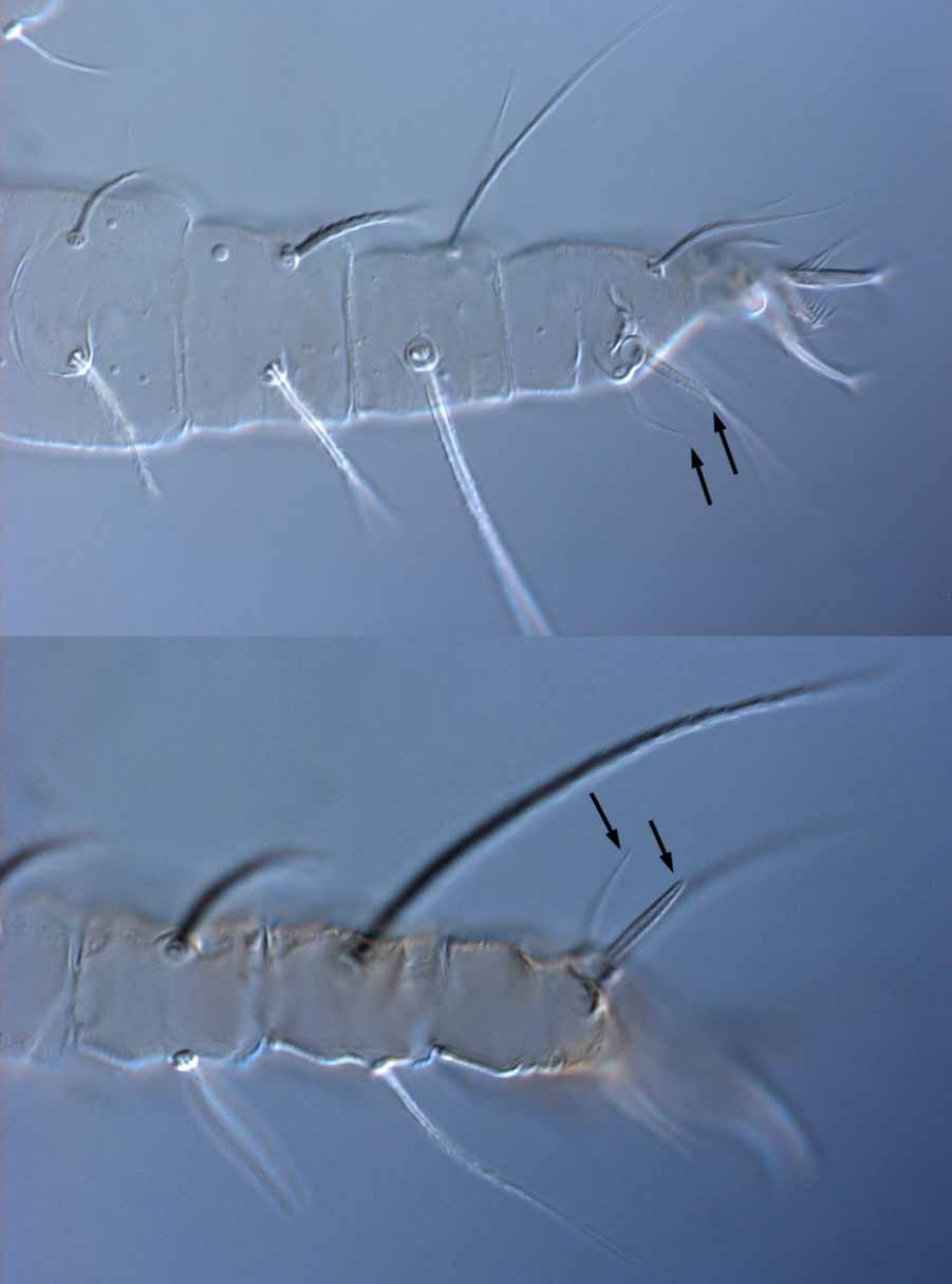 Fig. 3.  Raoiella karri nbsp;female leg I (arrows indicate solenidion and companion seta). 
