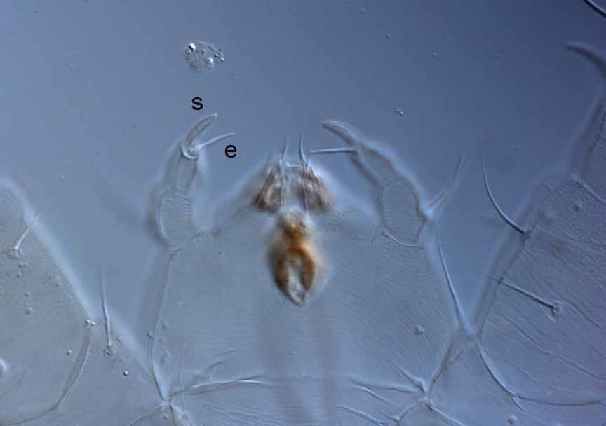  Fig. 6.  Raoiellanbsp;karri nbsp;female palps (s = solenidion; e = eupathidium). 

