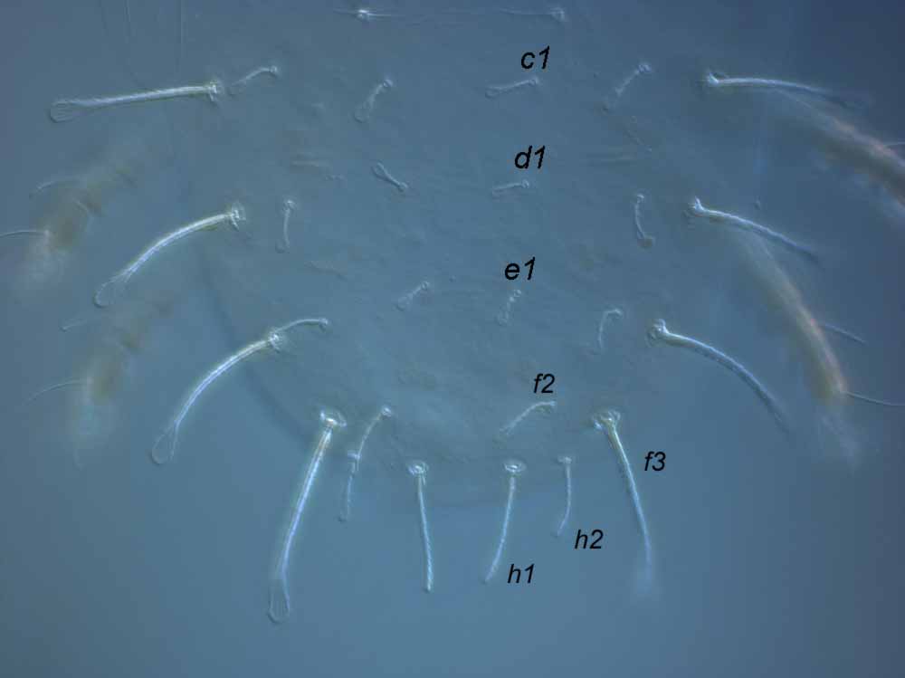  Fig. 2.  Raoiella karri nbsp;female posterior dorsum. 
