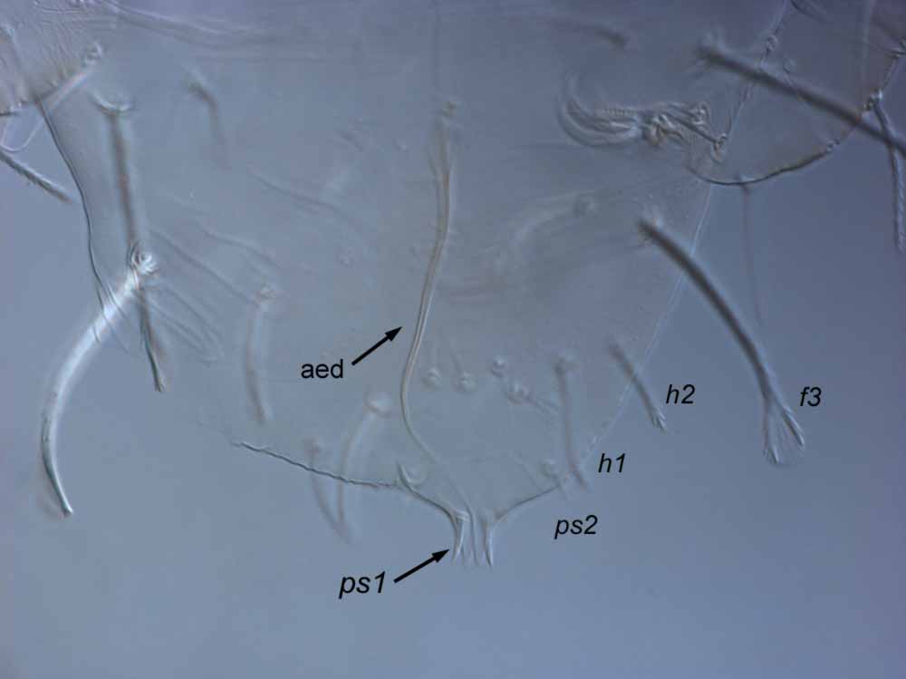  Fig. 8.  Raoiella karri nbsp;male posterior venter (aed = aedeagus). 
