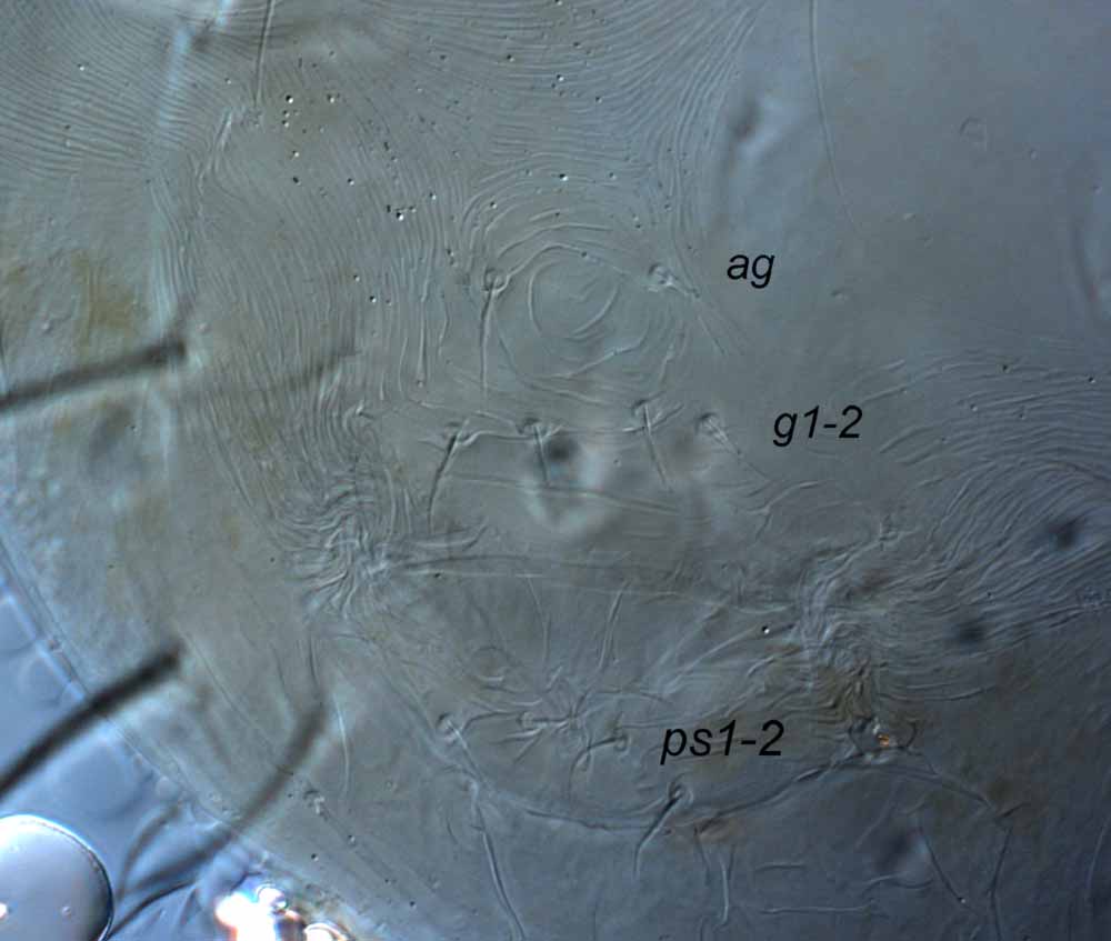  Fig. 7.  Raoiella davisi nbsp;adult female posterior venter ( g  = genital setae;  ag  = aggential setae). 
