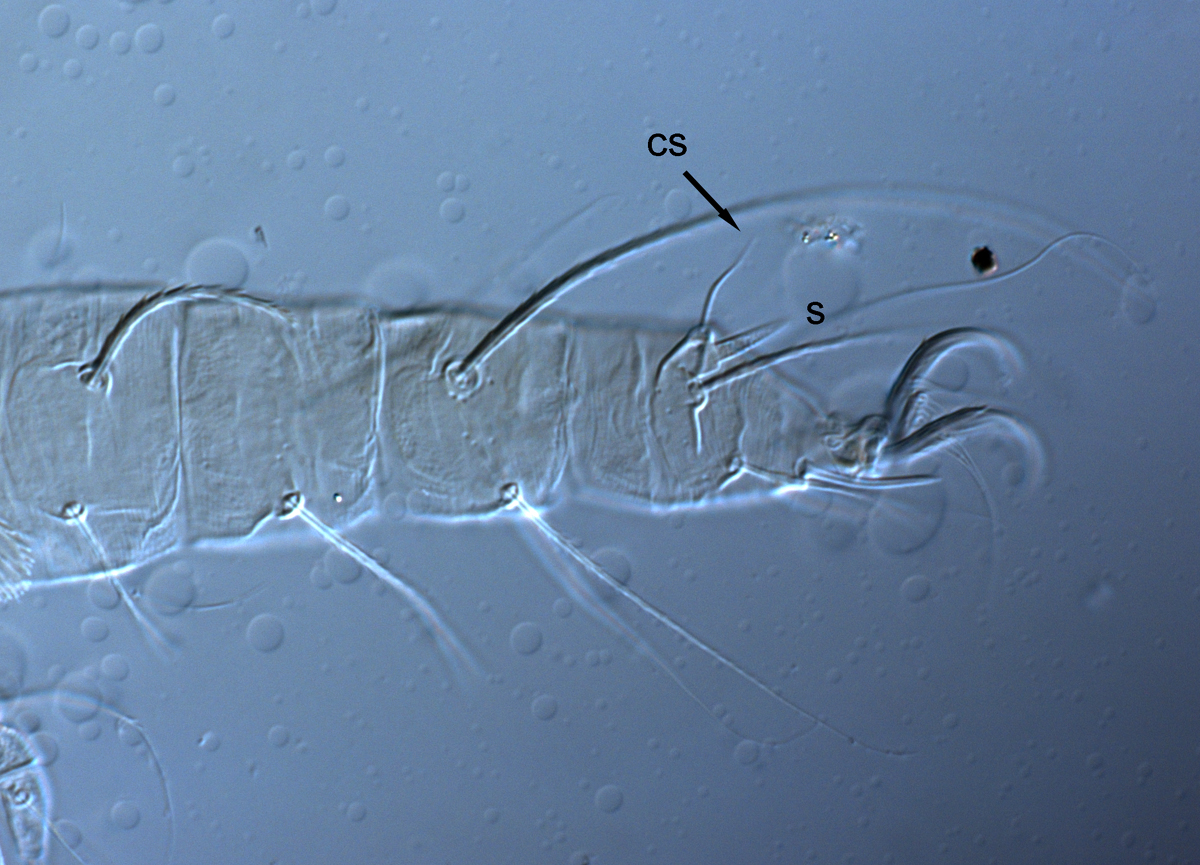 Fig. 3.  Raoiella davisi nbsp;adult female leg I (s = solenidion, cs = companion seta). 

