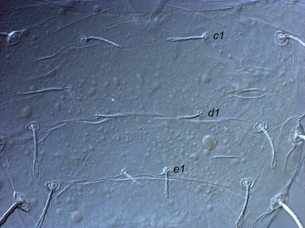  Fig. 2.  Raoiella didcota nbsp;adult female, central dorsum. 
