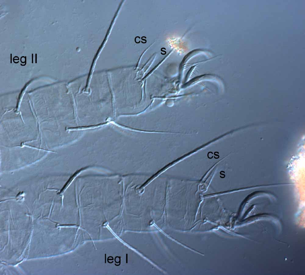  Fig. 4.  Raoiella didcota nbsp;adult female legs I-II (left-side) (s = solenidion; cs = companion seta). 
