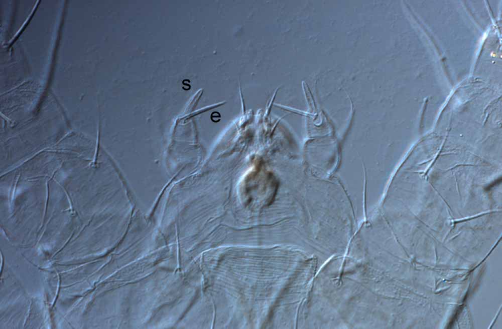 Fig. 6.  Raoiella didcota nbsp;adult female palps (s = solenidion; e = eupathidium). 
