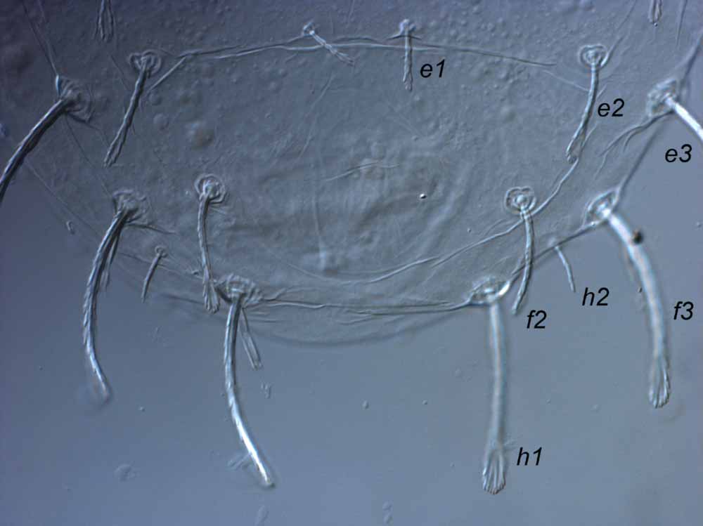  Fig. 3.  Raoiella didcota nbsp;adult female posterior dorsum. 
