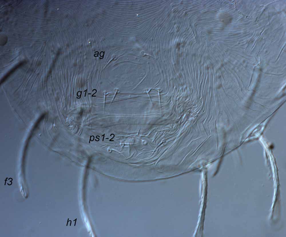  Fig. 7.  Raoiella dicota nbsp;adult female posterior venter indicating setae  ps1-2  ( g  = genital setae;  ag  = aggential setae). 
