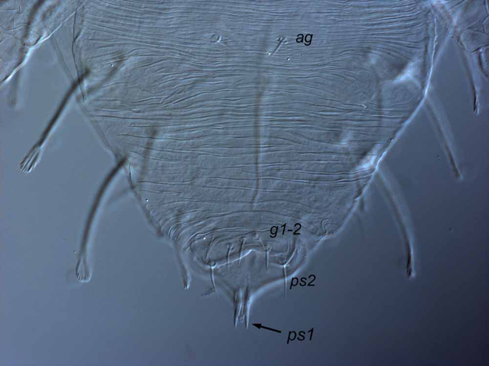 Fig. 8.  Raoiella dicota nbsp;adult male posterior venter ( g  = genital setae;  ag  = aggenital setae). 
