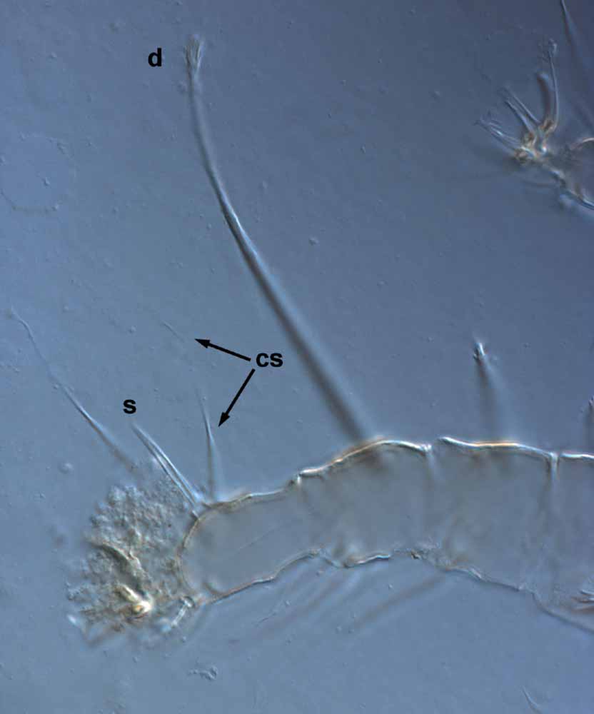            Fig. 4.   Raoiella eugeniae  adult female leg I (s =   solenidion; cs = companion seta;  d  = dorsal seta on   tibia).   