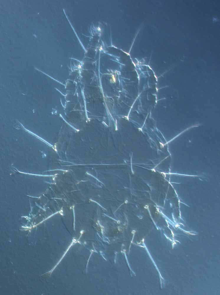            Fig. 1.   Raoiella eugeniae  adult female   dorsum.   