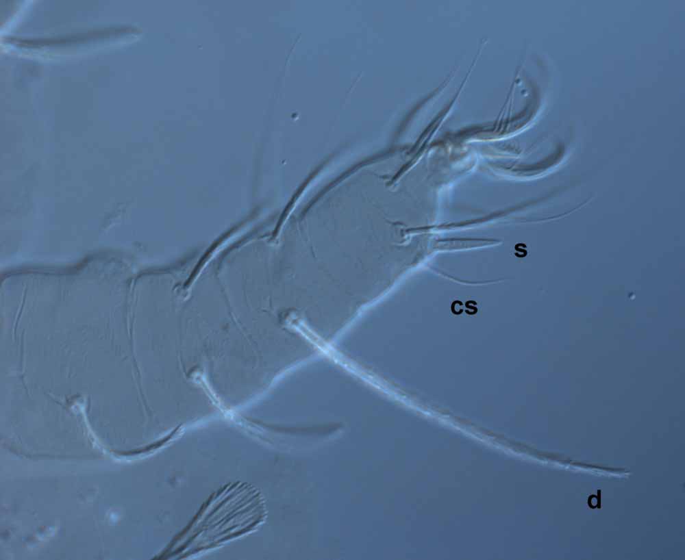  Fig. 6.  Raoiella hallingi nbsp;adult female leg II (s = solenidion; cs = companion seta;  d  = dorsal seta on tibia). 
