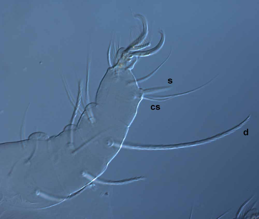  Fig. 4.  Raoiella hallingi nbsp;adult female leg I (s = solenidion; cs = companion seta;  d  = dorsal seta on tibia). 
