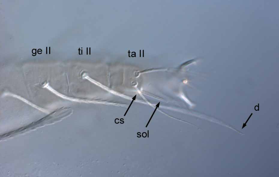            Fig. 8.   Raoiella indica  female leg II (sol = solenidion; cs =   companion seta;  d  = dorsal seta on tibia).   