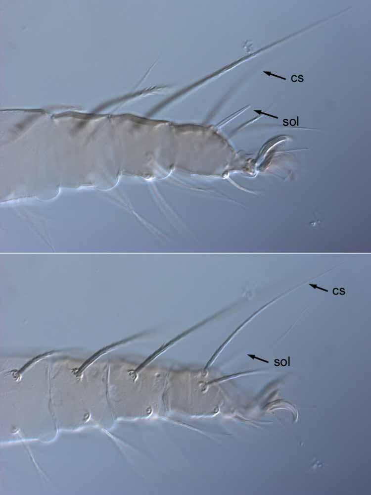            Fig. 7.   Raoiella indica  female leg I, same leg in different   focal planes (sol = solenidion; cs = companion seta).   